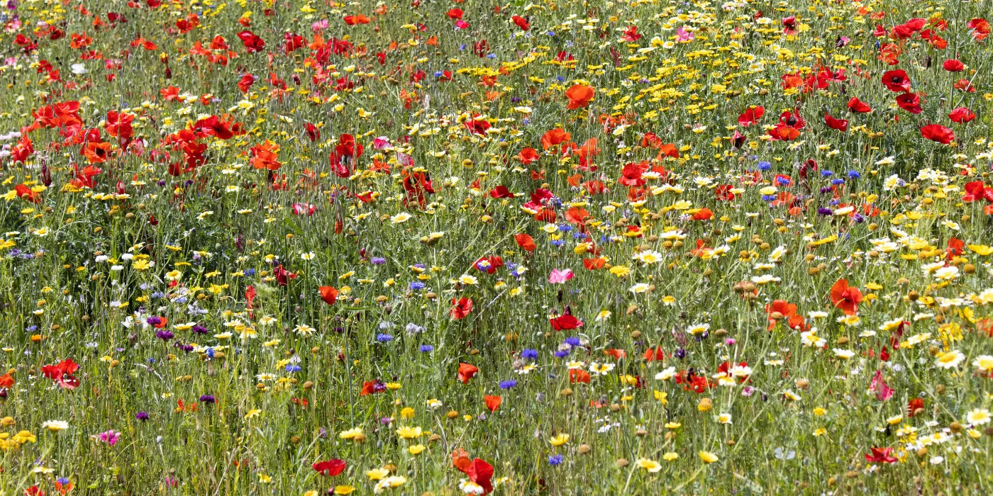 wildflowers