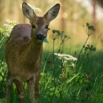 deer eating in a garden