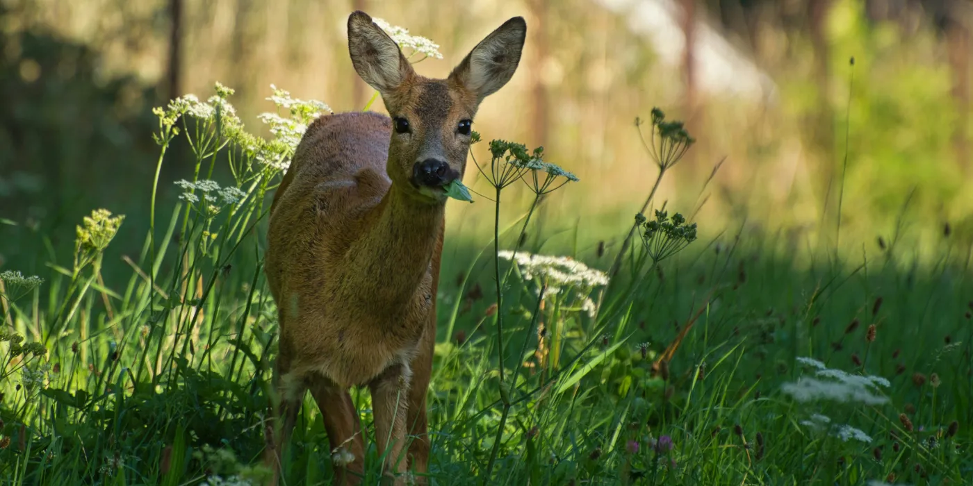 deer eating in a garden