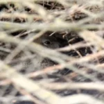 rabbit in a brush pile