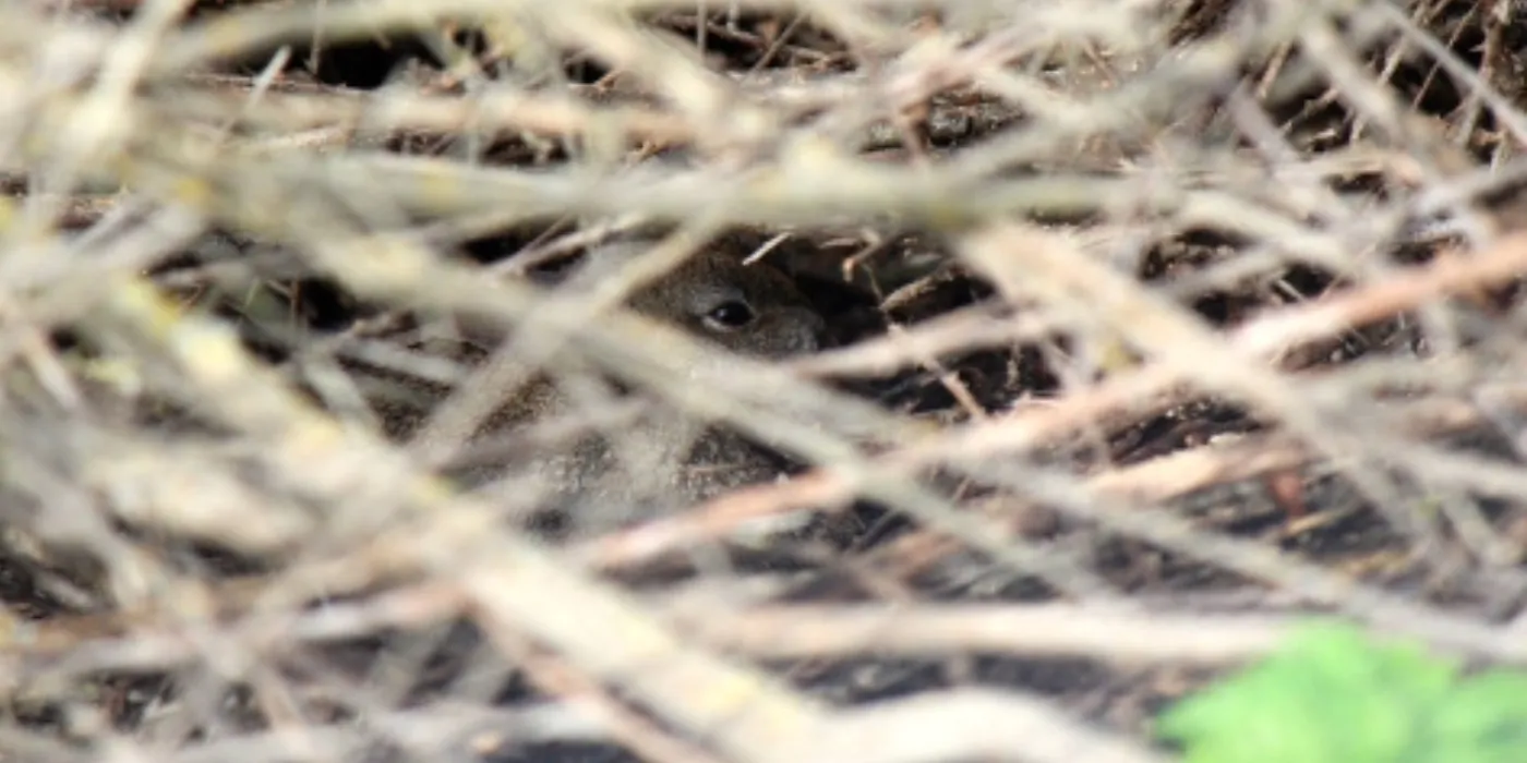 rabbit in a brush pile