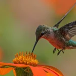 hummingbird at a mexican sunflower