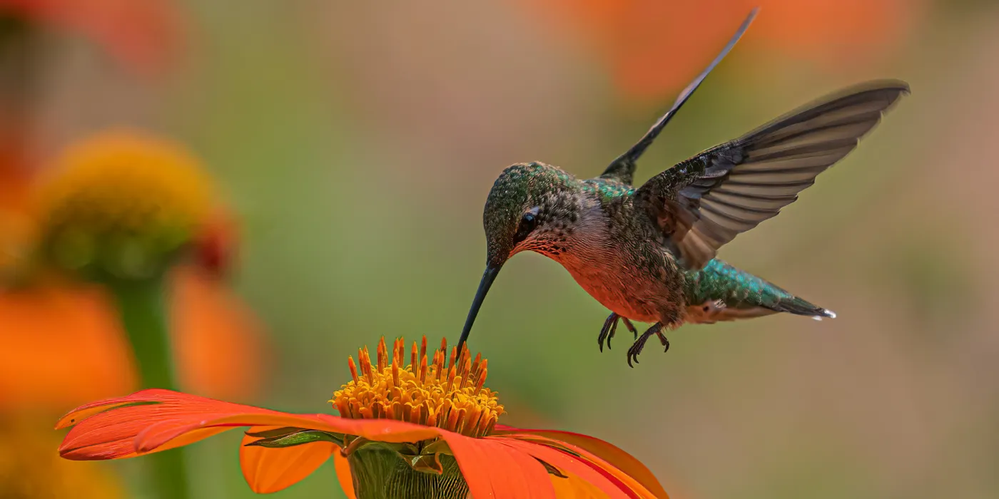 hummingbird at a mexican sunflower