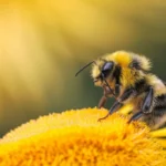 pollinator on a flower