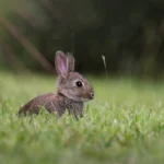 fully fledged baby rabbit in the grass