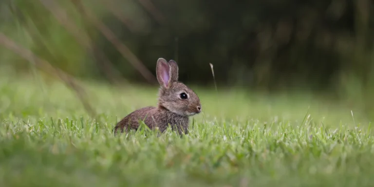 fully fledged baby rabbit in the grass