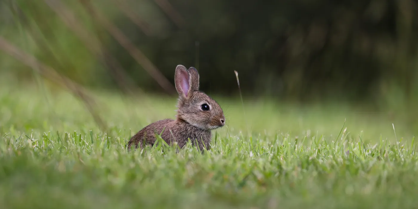 fully fledged baby rabbit in the grass