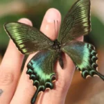 butterfly on a hand