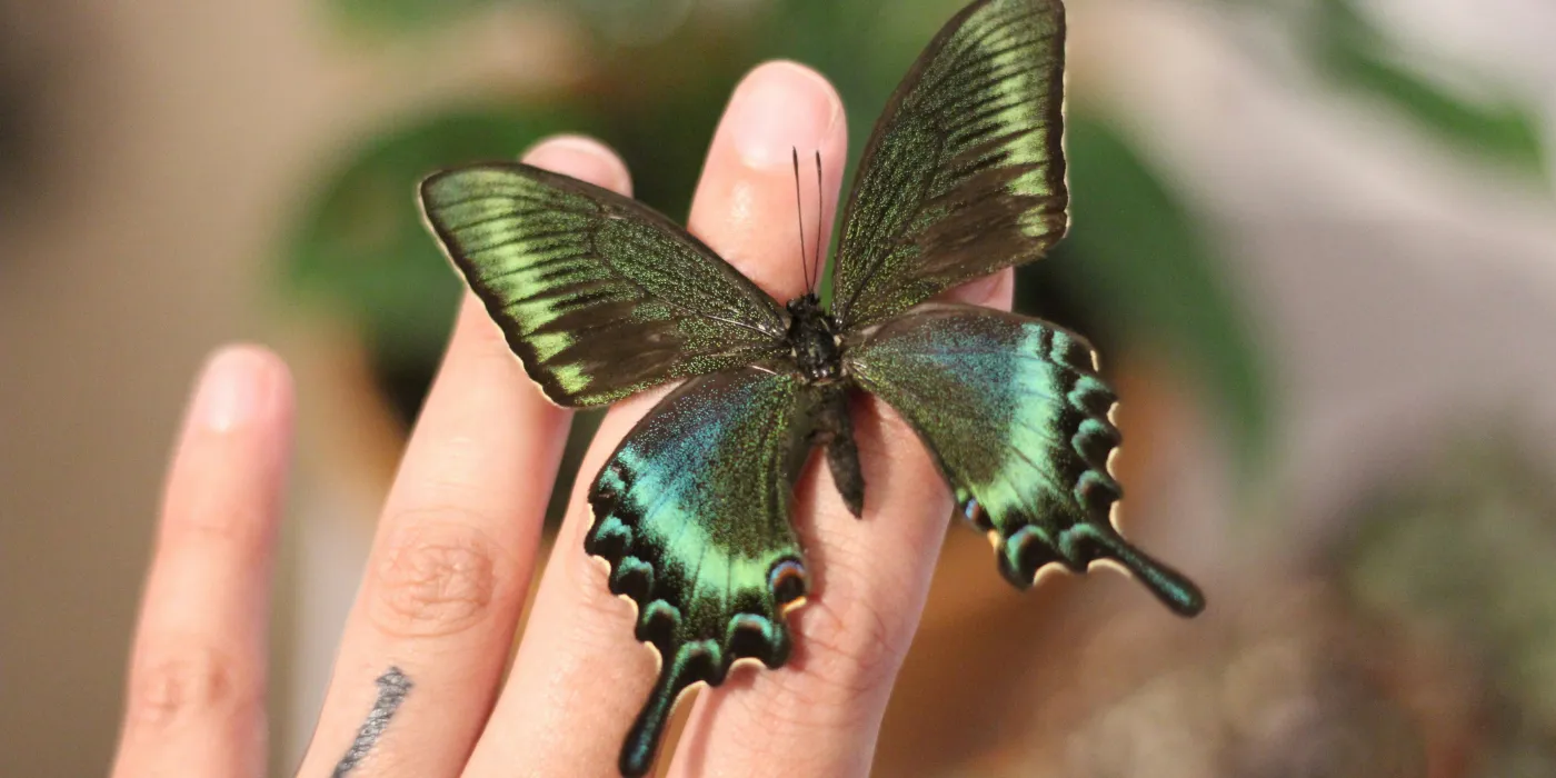 butterfly on a hand
