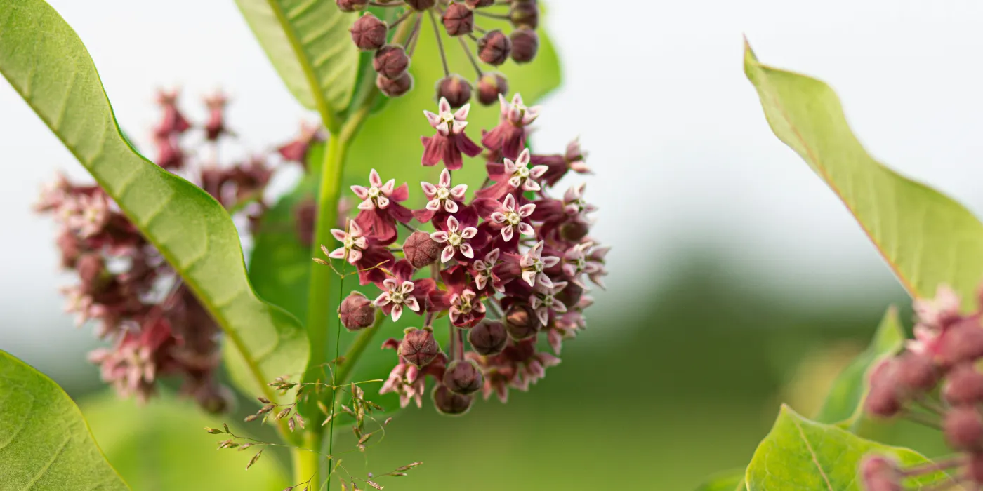 milkweed flower