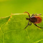red tick on a green leaf