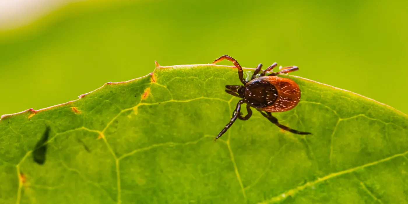 red tick on a green leaf