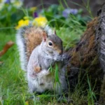 squirrel in green grass with flowers in the background