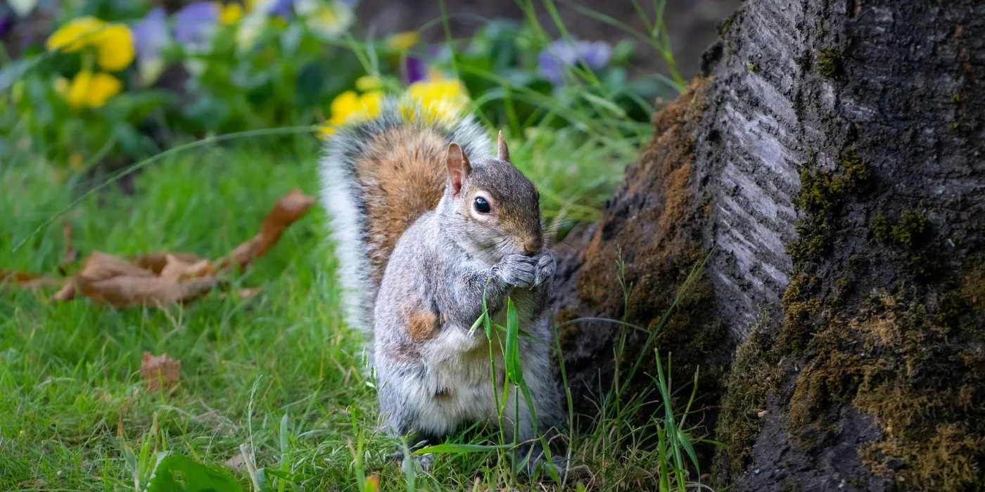 squirrel in green grass with flowers in the background