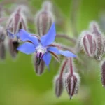 borage flowers