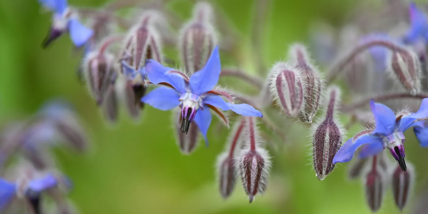 borage flowers