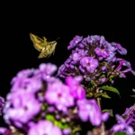 hummingbird moth feeding on a flower at night