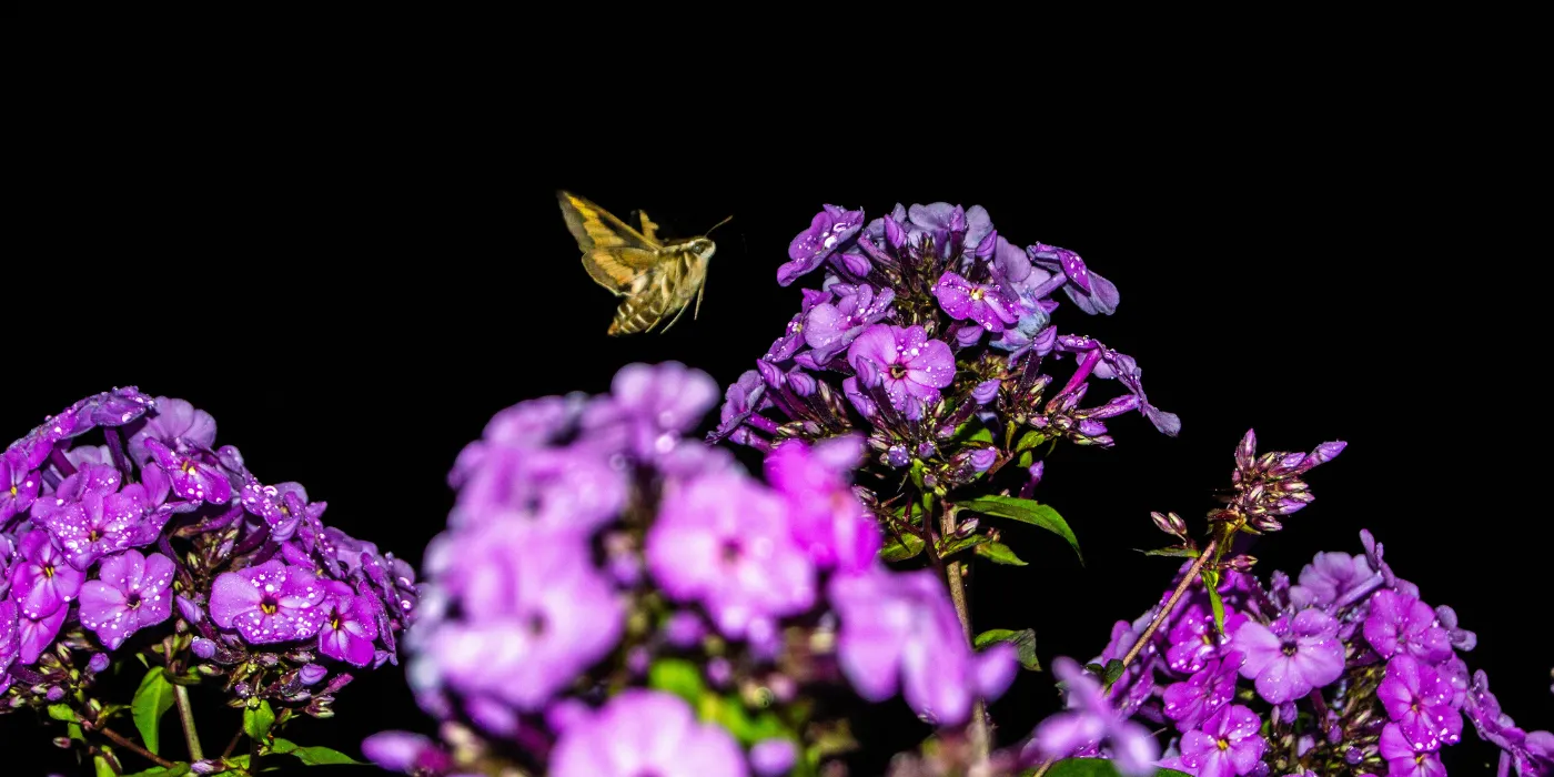 hummingbird moth feeding on a flower at night