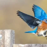 bluebird