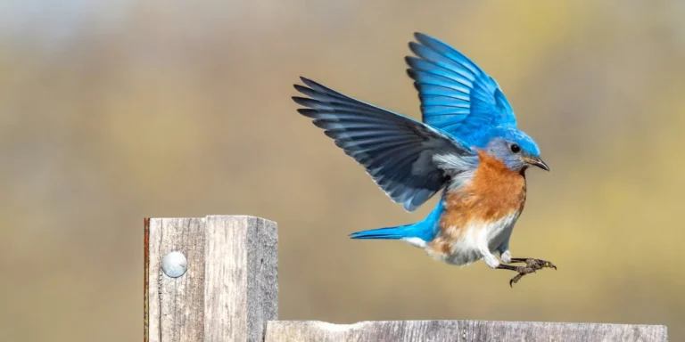 bluebird