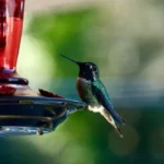 hummingbird at a feeder