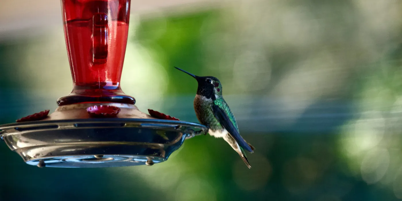 hummingbird at a feeder