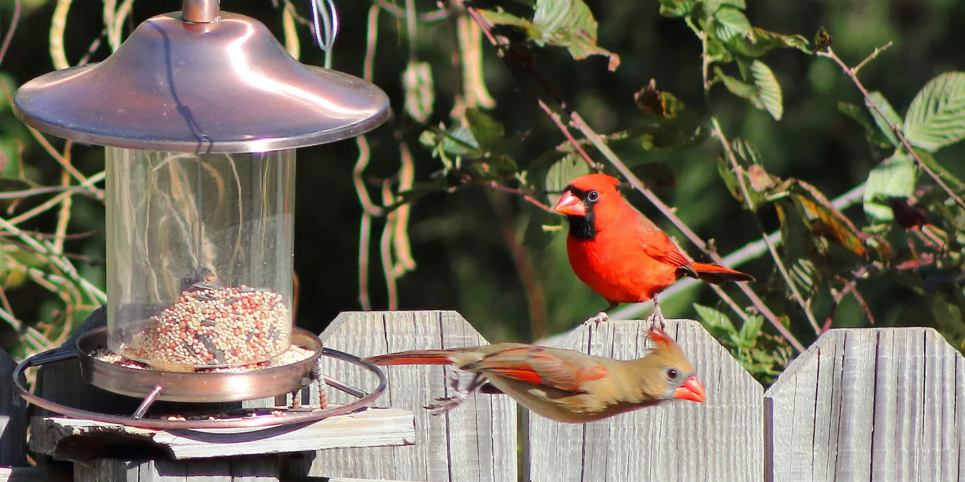 cardinals at a feeder