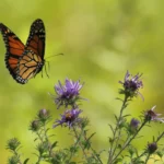 monarch landing on a flower