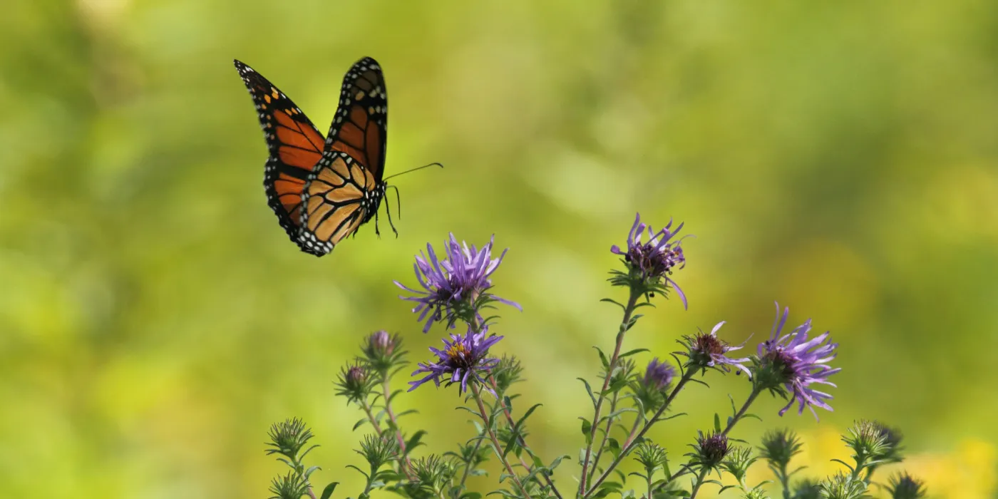 monarch landing on a flower