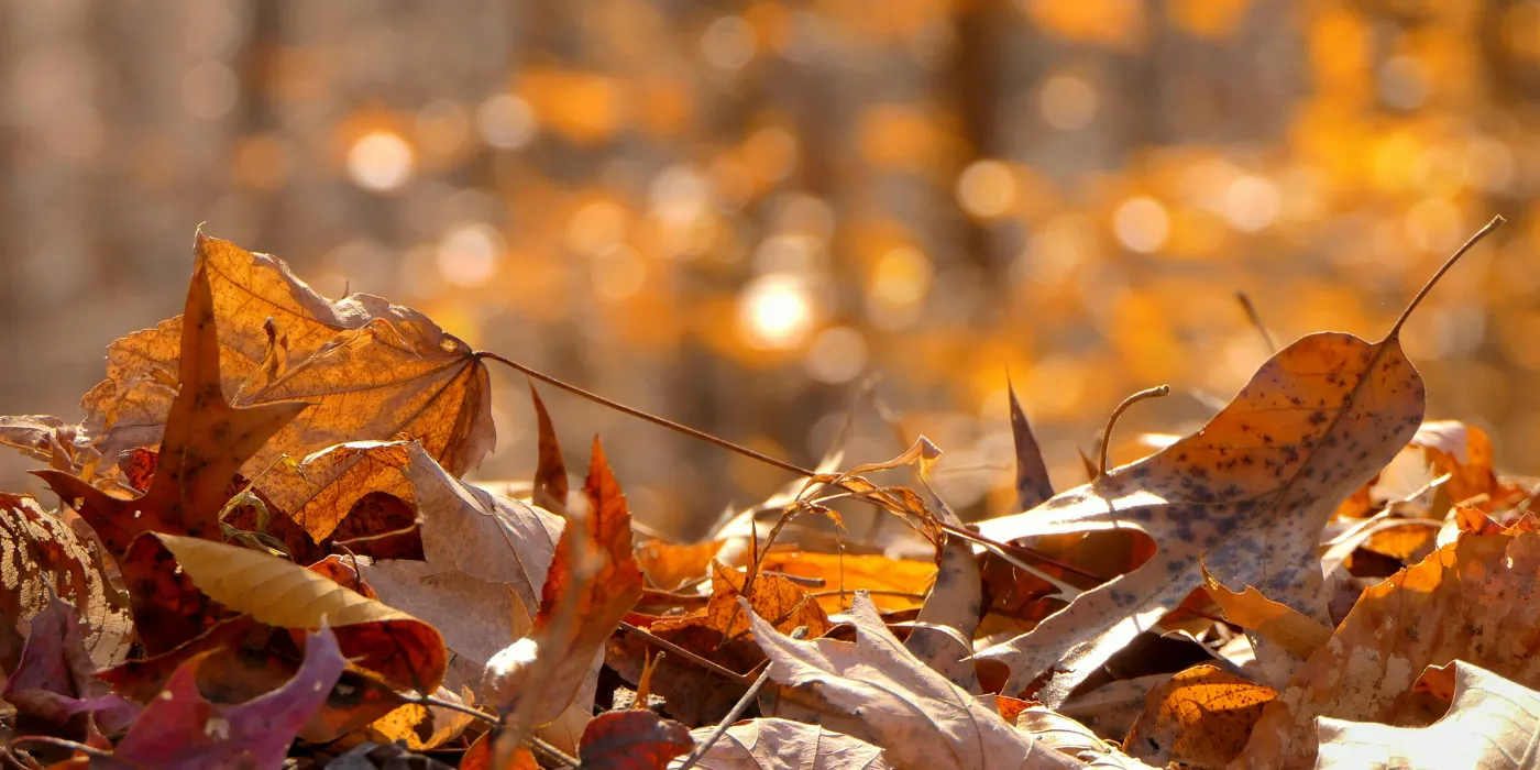 fallen leaves