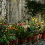 native marigolds planted in pots