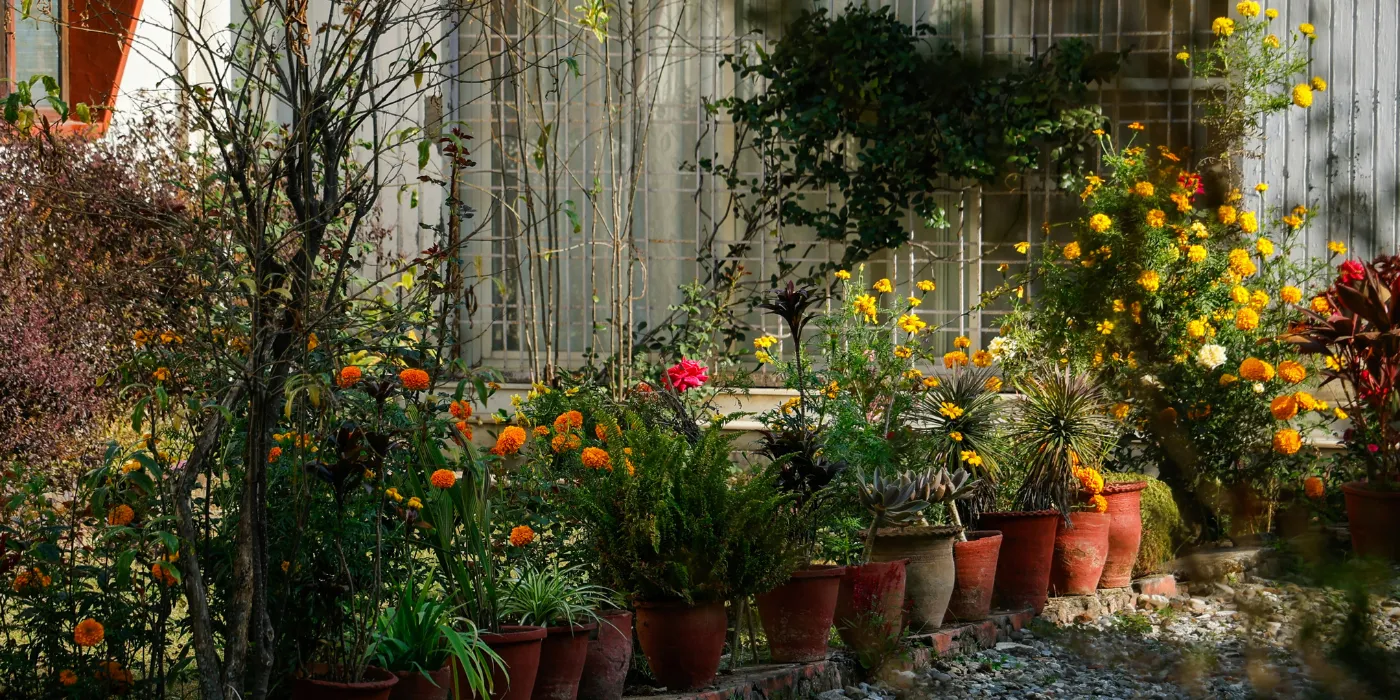 native marigolds planted in pots