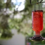 a hummingbird feeder without any hummingbirds near it
