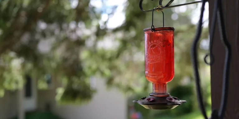 a hummingbird feeder without any hummingbirds near it
