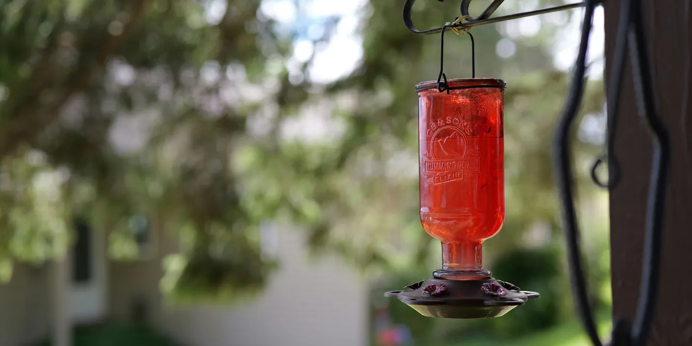 a hummingbird feeder without any hummingbirds near it