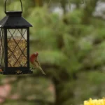 bird at a feeder