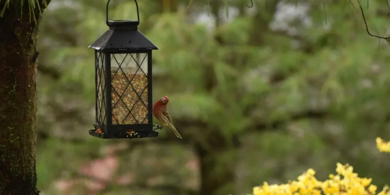 bird at a feeder