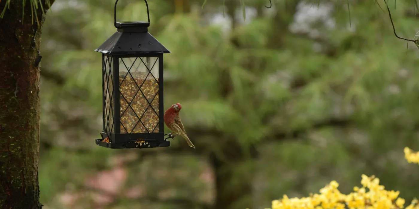 bird at a feeder