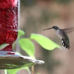 hummingbird and lizard at a hummingbird feeder