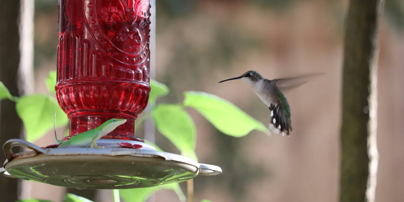hummingbird and lizard at a hummingbird feeder