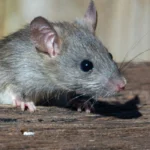 rat sticking his head out of a log