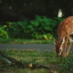 deer nibbling grass