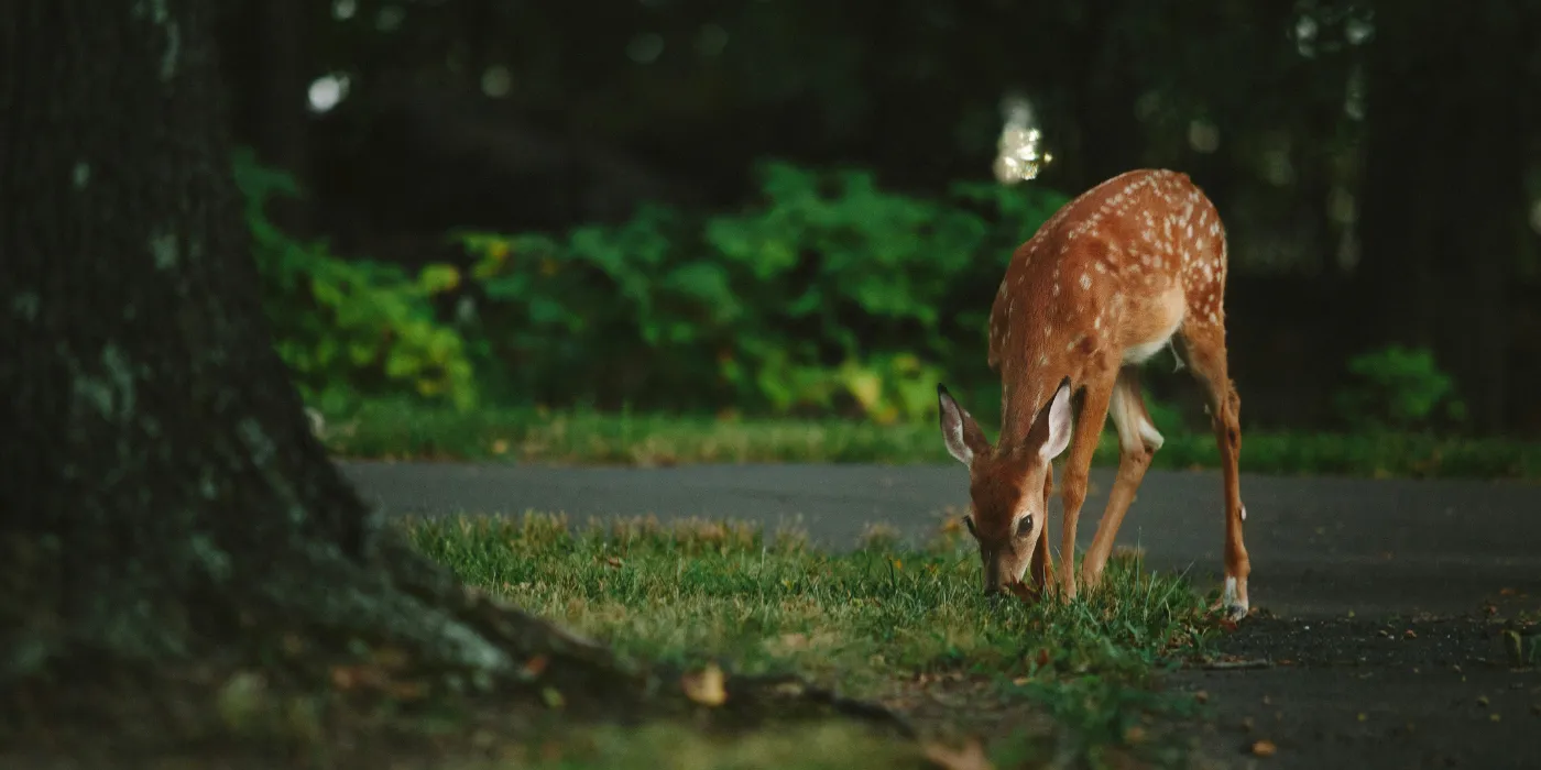 deer nibbling grass