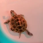 baby turtle in a sink