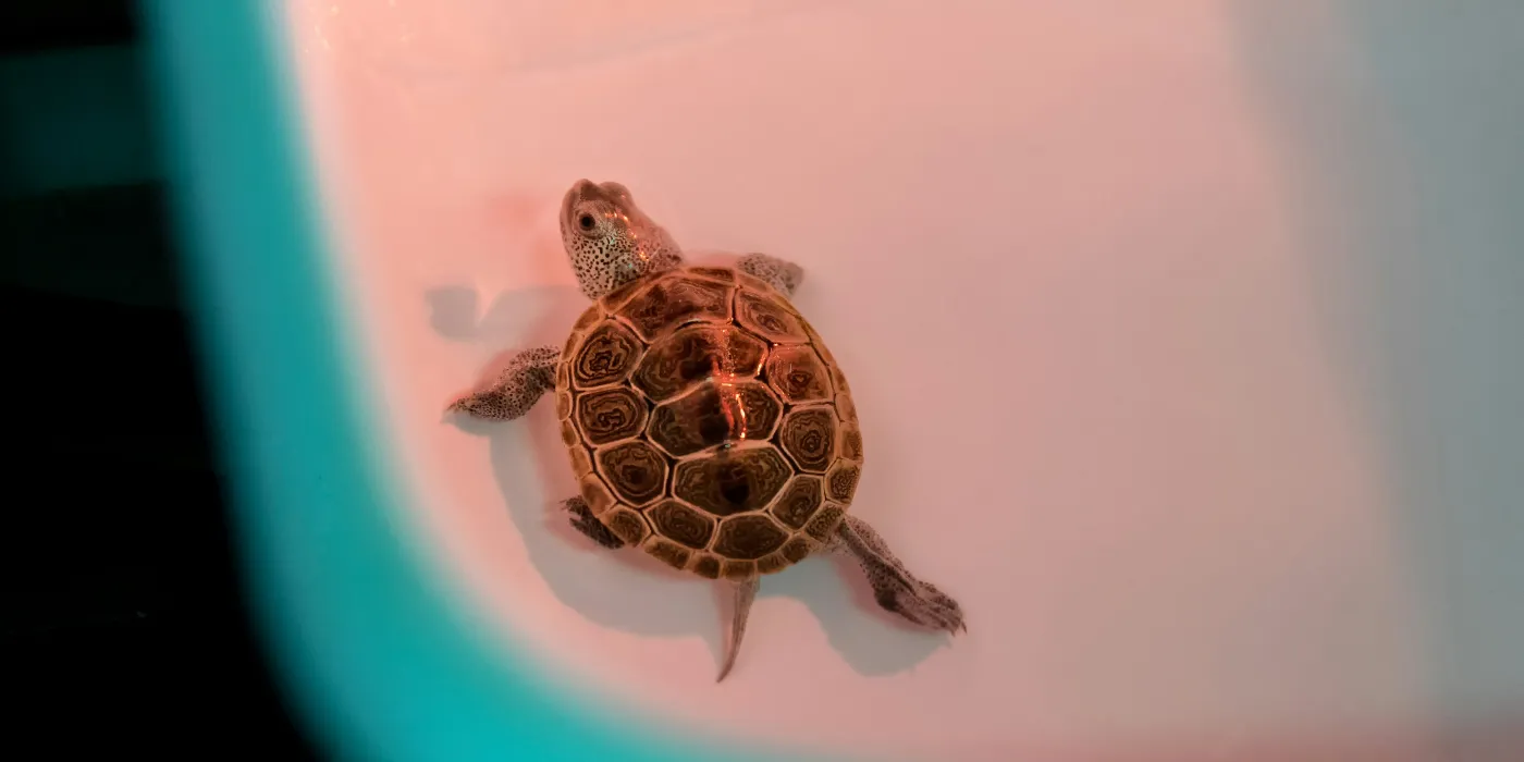 baby turtle in a sink
