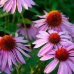 purple coneflower