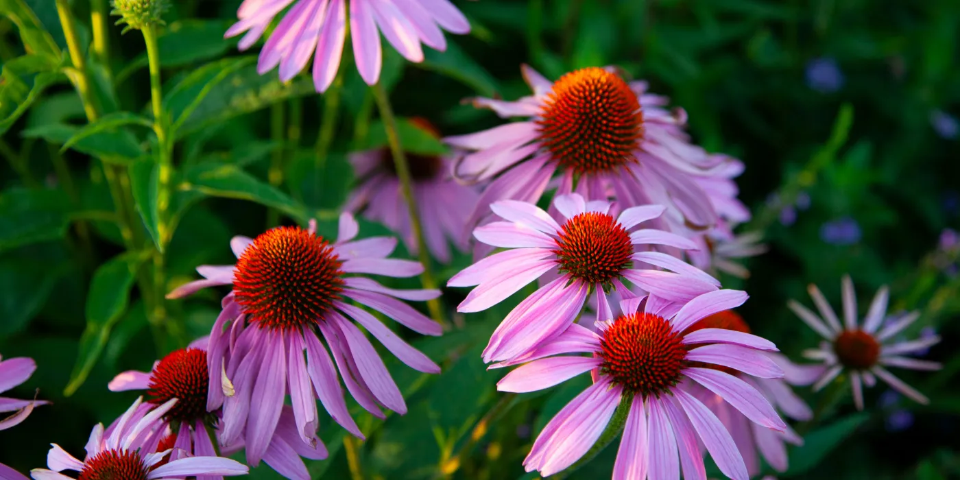 purple coneflower
