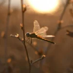 dragonfly perched on a stem