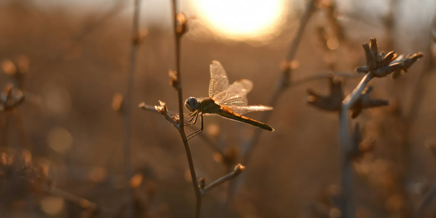 dragonfly perched on a stem