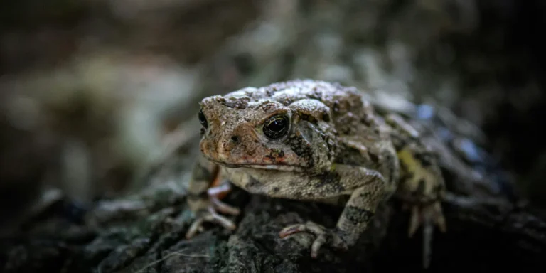 toad in a garden